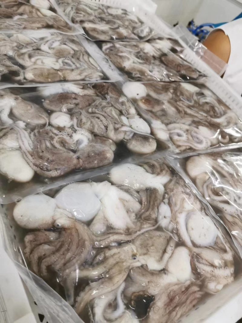 八爪鱼