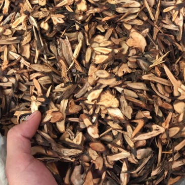 中药材桂枝新货味道规格齐全瓜子片圆片