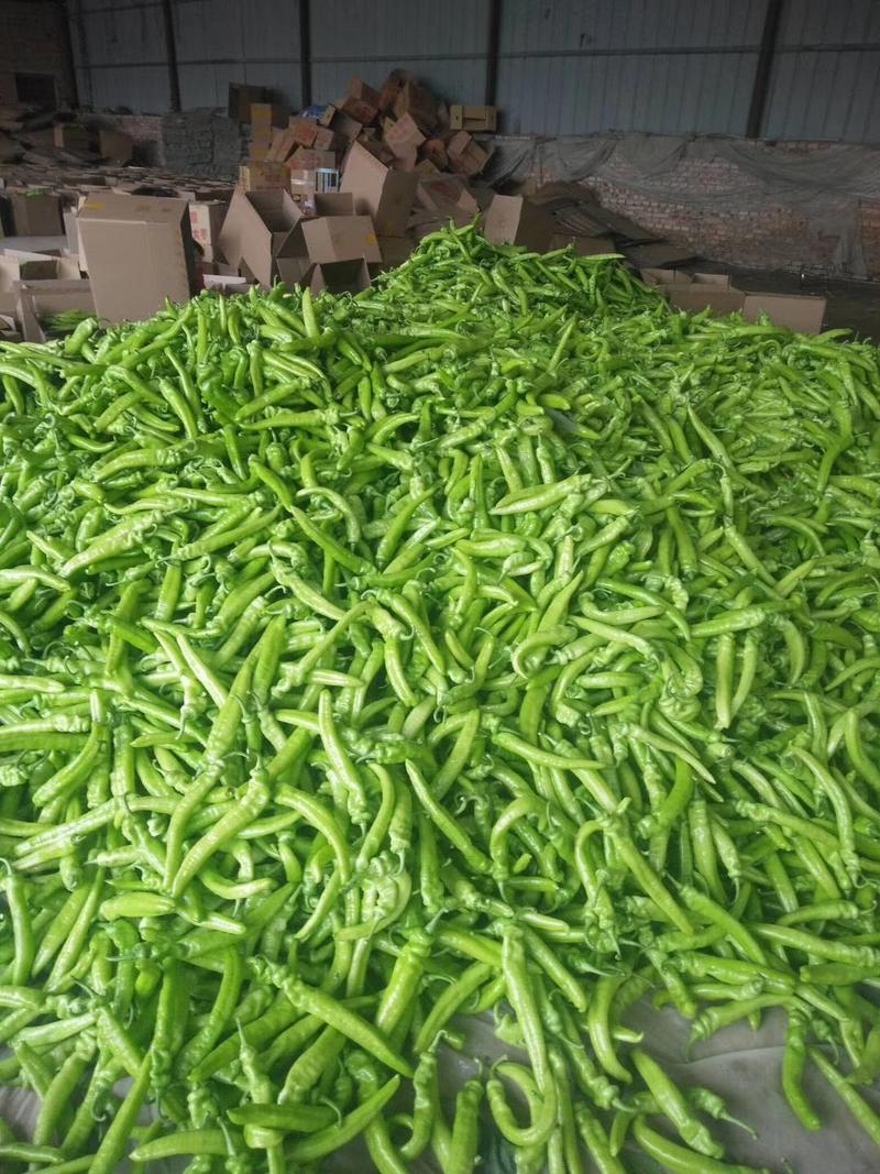 黄皮尖椒果长15_20公分以上，黄微辣大量供应。