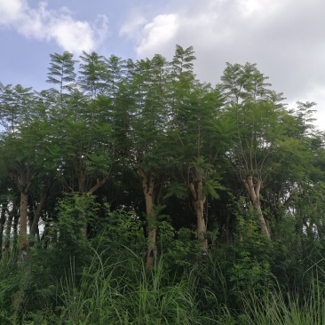 蓝花楹