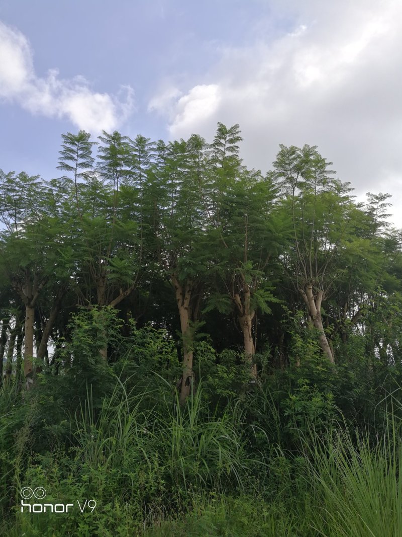 蓝花楹