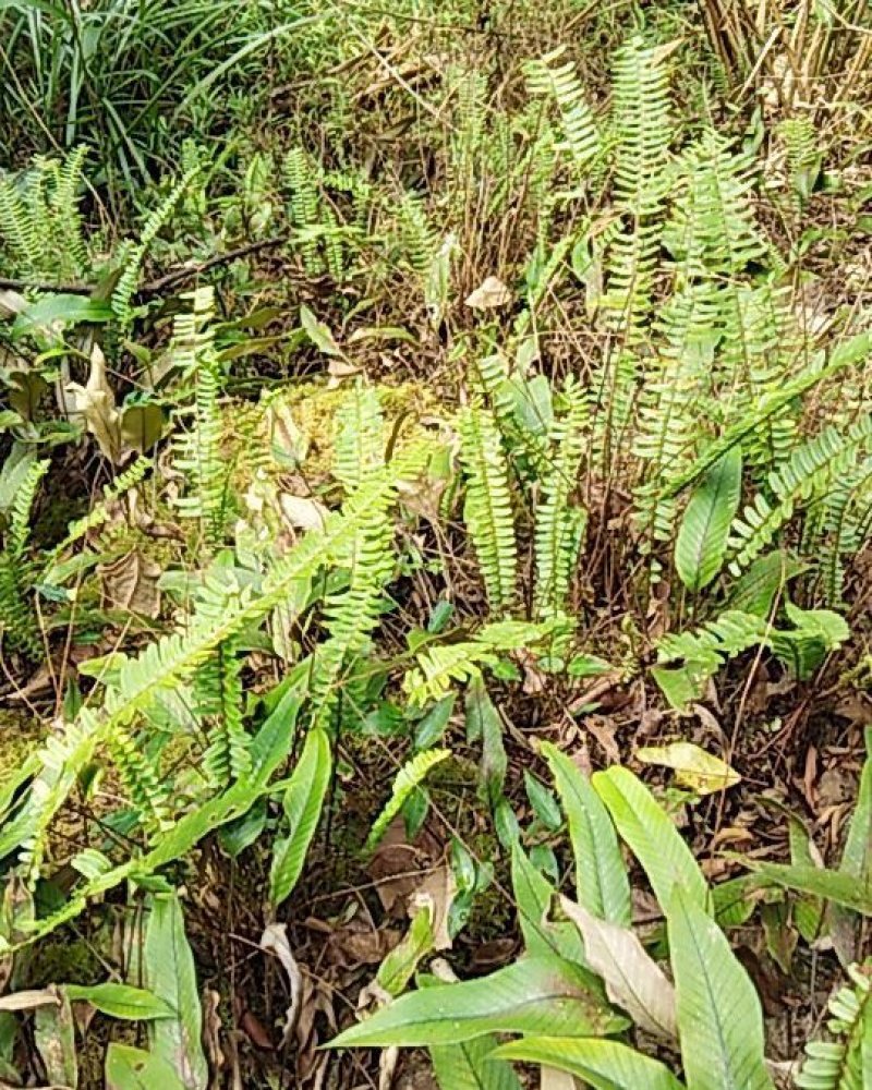 深山野生石黄皮产地直销一手货质量保证放心购买