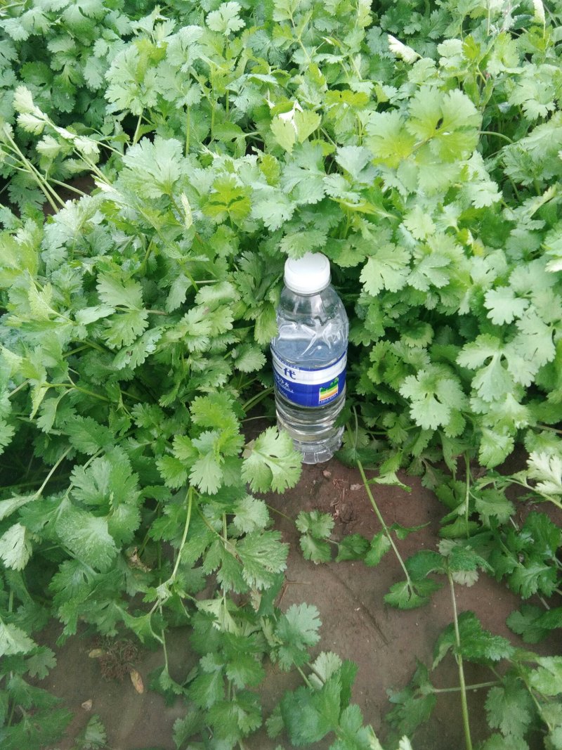 香菜