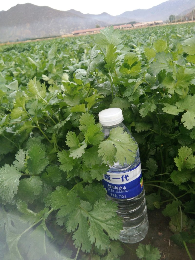 香菜