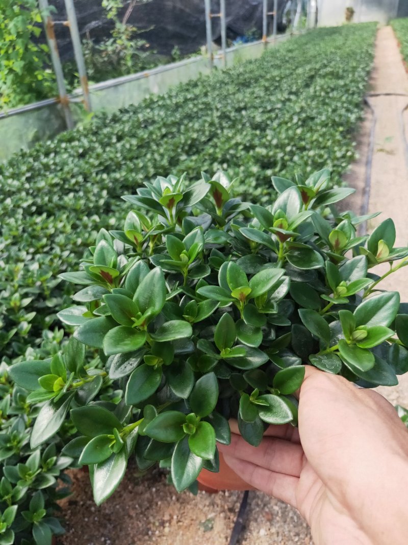 金鱼草原盆，带花苞批发
