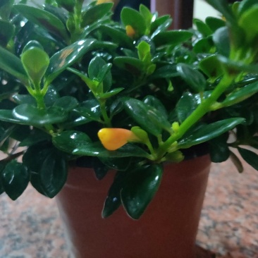 金鱼草原盆，带花苞批发