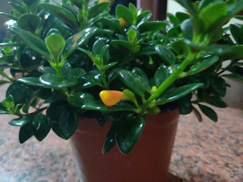 金鱼草原盆，带花苞批发
