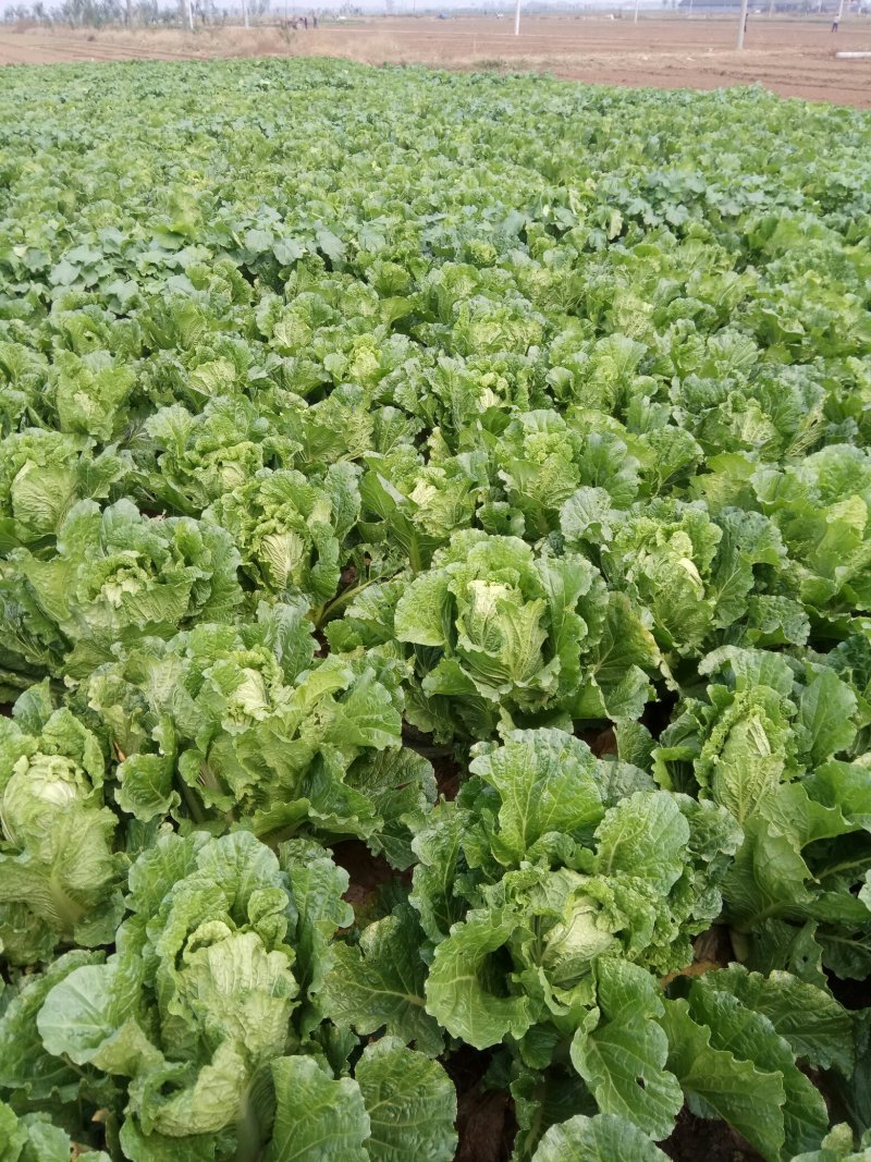 大白菜开始上市了，下单要快，无虫眼，无烧心