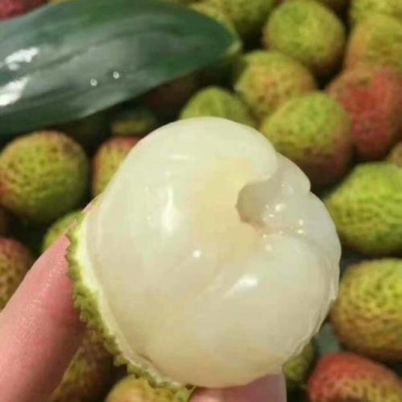 嫁接苗妃子笑荔枝杯苗/基地直供，坏苗包赔，妃子笑荔枝苗