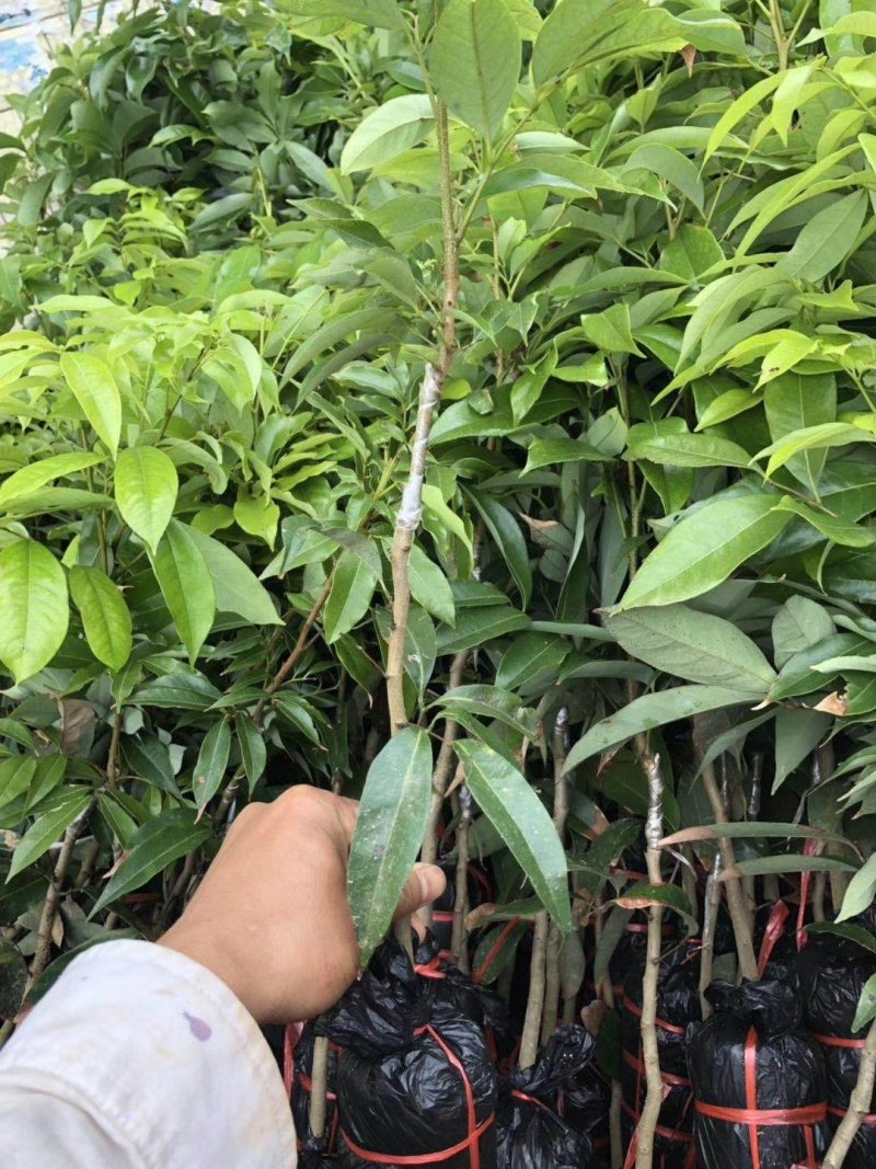 嫁接苗妃子笑荔枝杯苗/基地直供，坏苗包赔，妃子笑荔枝苗