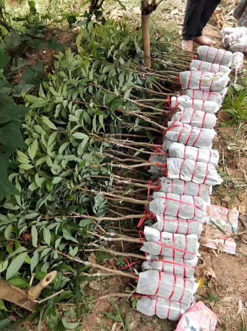 嫁接苗妃子笑荔枝杯苗/基地直供，坏苗包赔，妃子笑荔枝苗