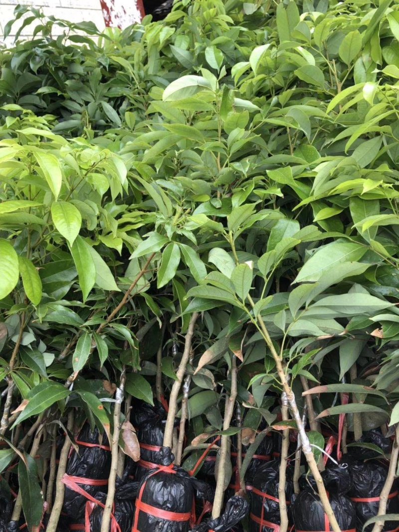 嫁接苗妃子笑荔枝杯苗/基地直供，坏苗包赔，妃子笑荔枝苗