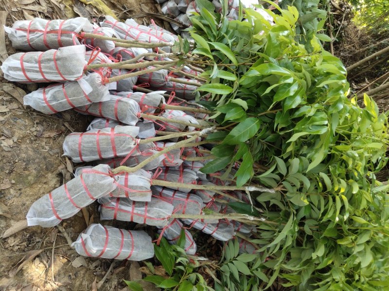 嫁接苗妃子笑荔枝杯苗/基地直供，坏苗包赔，妃子笑荔枝苗