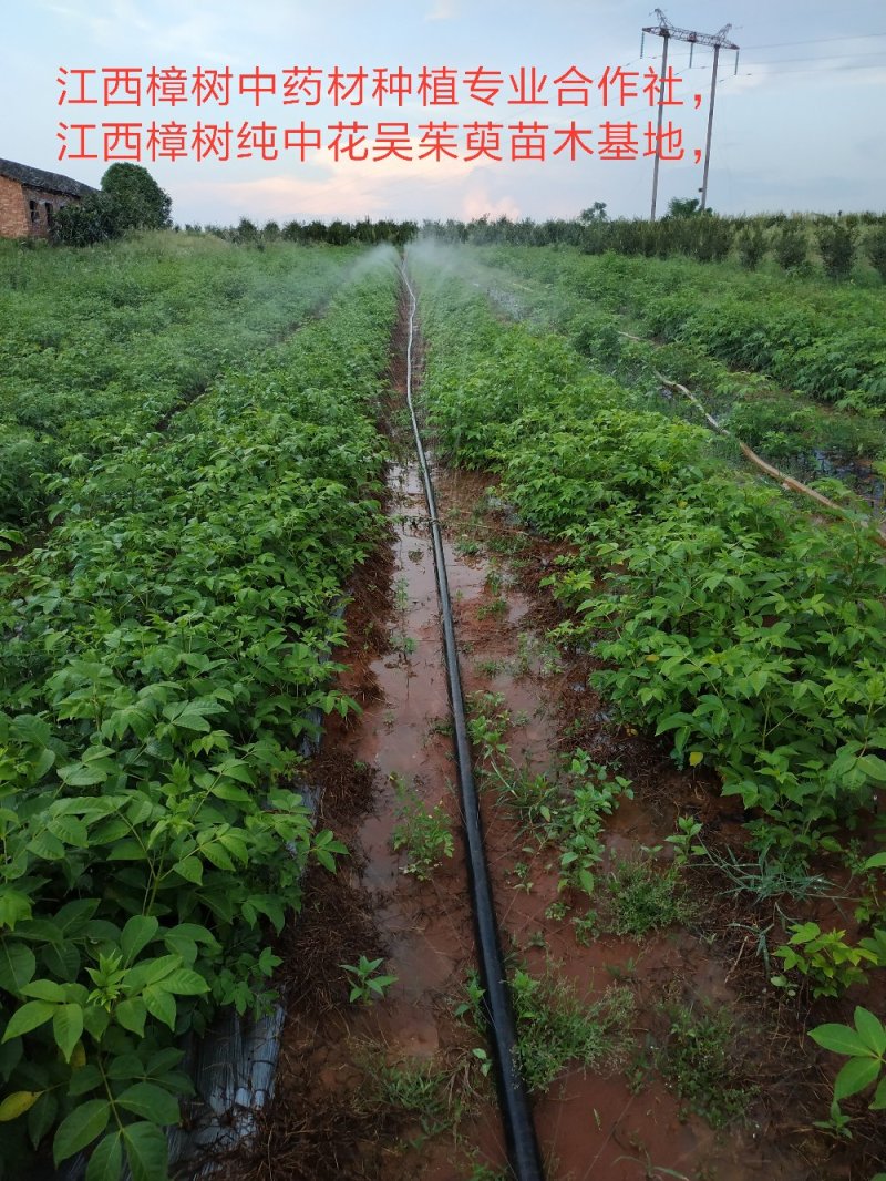 江西樟树中药材种植专业合作社