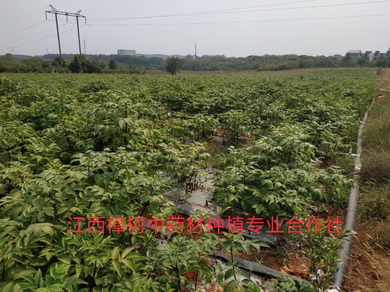 江西樟树中药材种植专业合作社