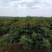 江西樟树中药材种植专业合作社