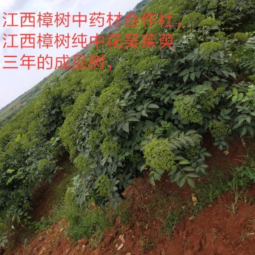 江西樟树中药材种植专业合作社