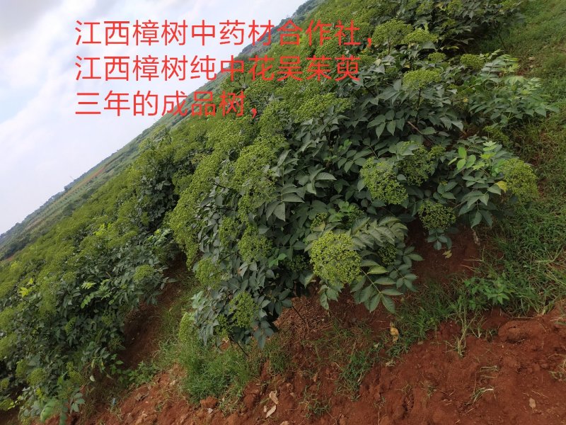 江西樟树中药材种植专业合作社