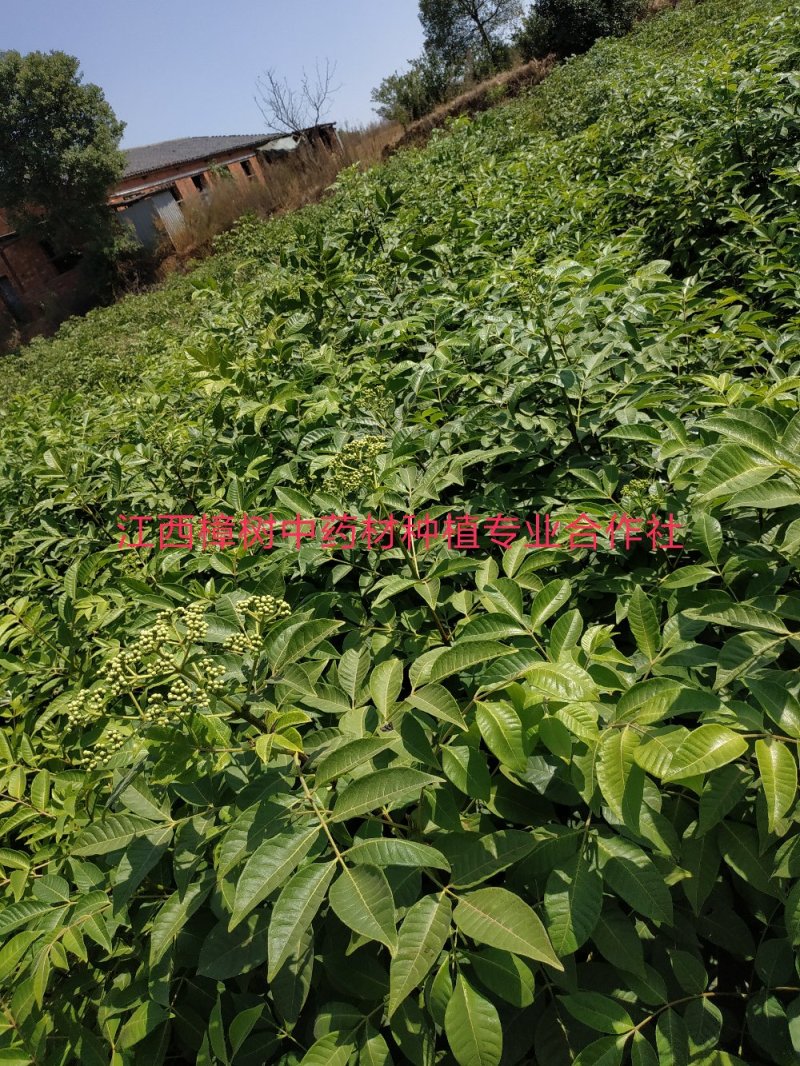 江西樟树中药材种植专业合作社