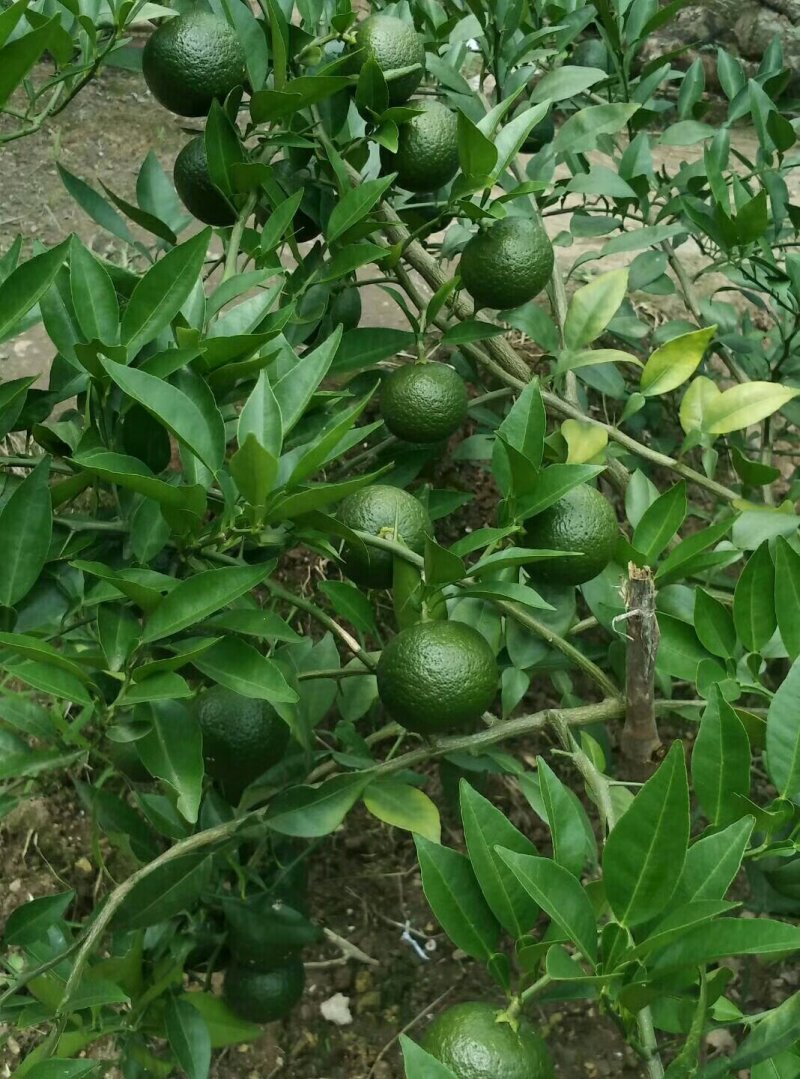 资阳软枝小叶香橙鲜果