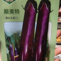 斯美特，紫红长茄颜色亮丽，耐寒耐湿，