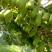 软枣猕猴桃苗扦插苗适合种植产量优含糖量优