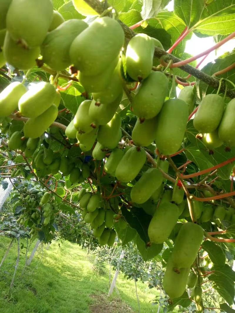 软枣猕猴桃苗扦插苗适合种植产量优含糖量优