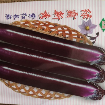 绿霸新秀茄子种子，1000粒深紫红色中早熟果顺直美观