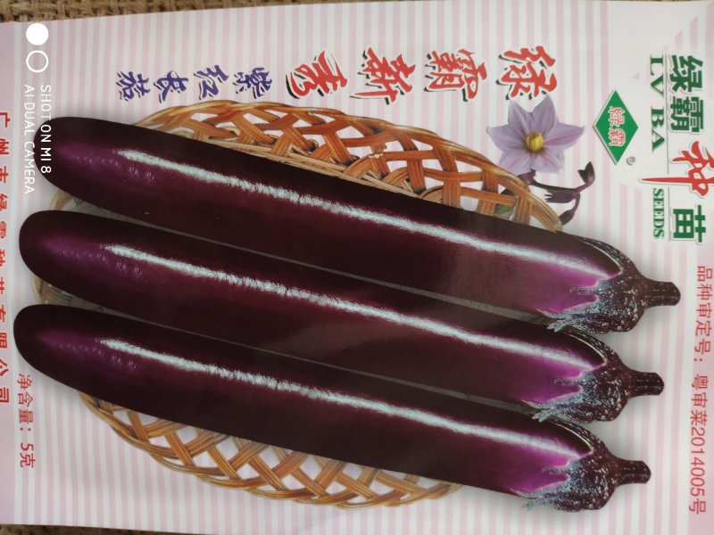 绿霸新秀茄子种子，1000粒深紫红色中早熟果顺直美观