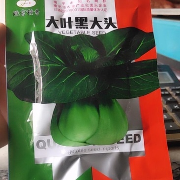 大叶黑大头苏州青，墨绿色。叶片平滑，