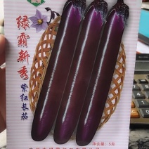 绿霸新秀紫红长茄，中早熟，果条顺直美观，
