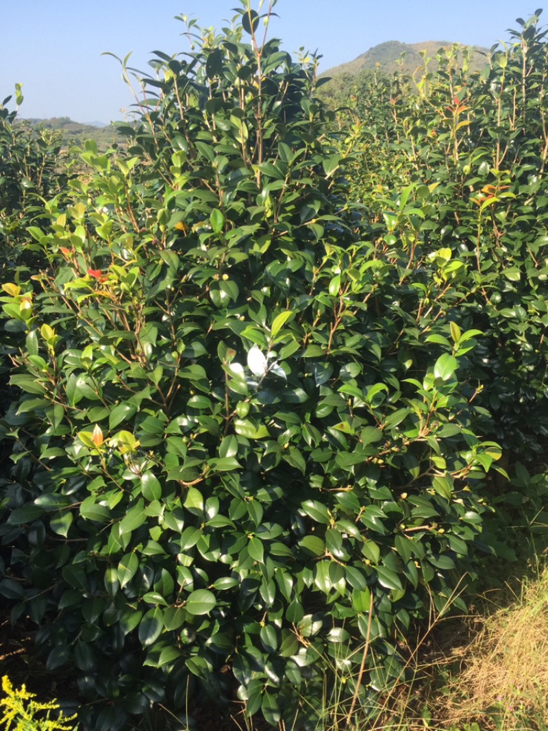 自产自销精品茶花树😯