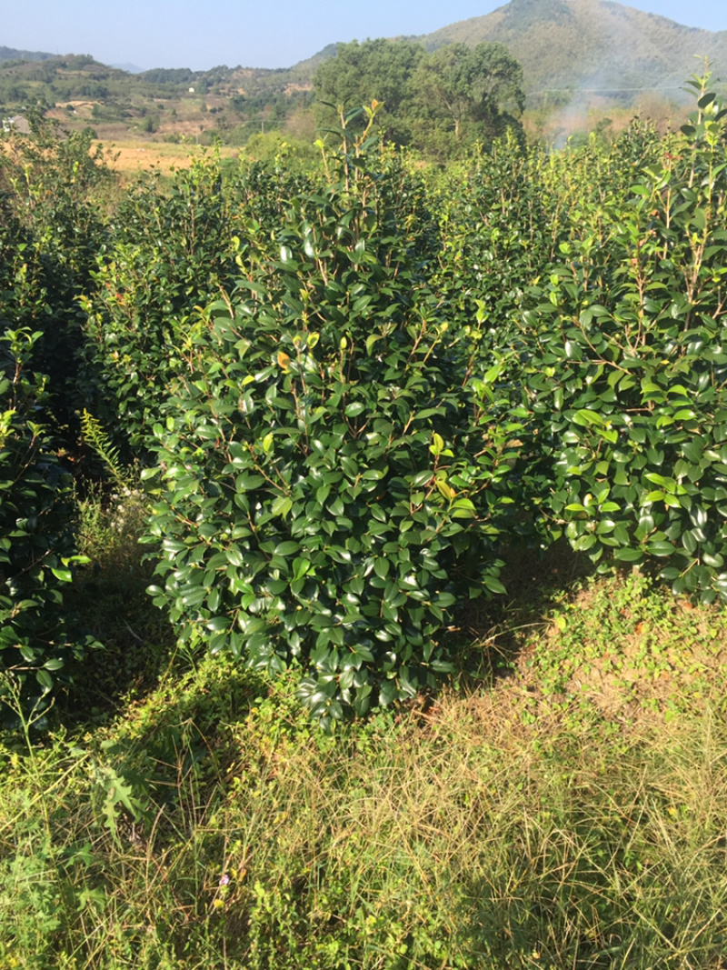 自产自销精品茶花树😯