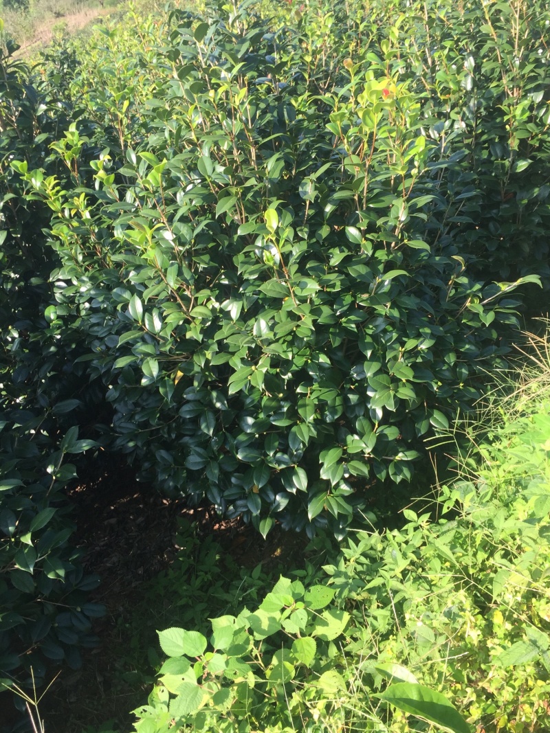 自产自销精品茶花树😯