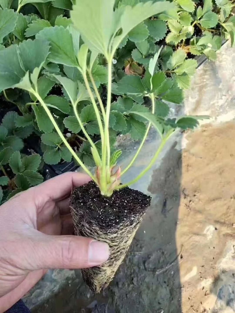 香蕉草莓苗，脱毒草莓苗，保证纯度，欢迎考察，接受预定
