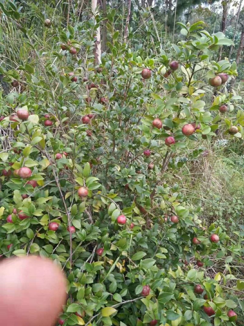 云南野生油茶果原生态油茶果出油率25~28