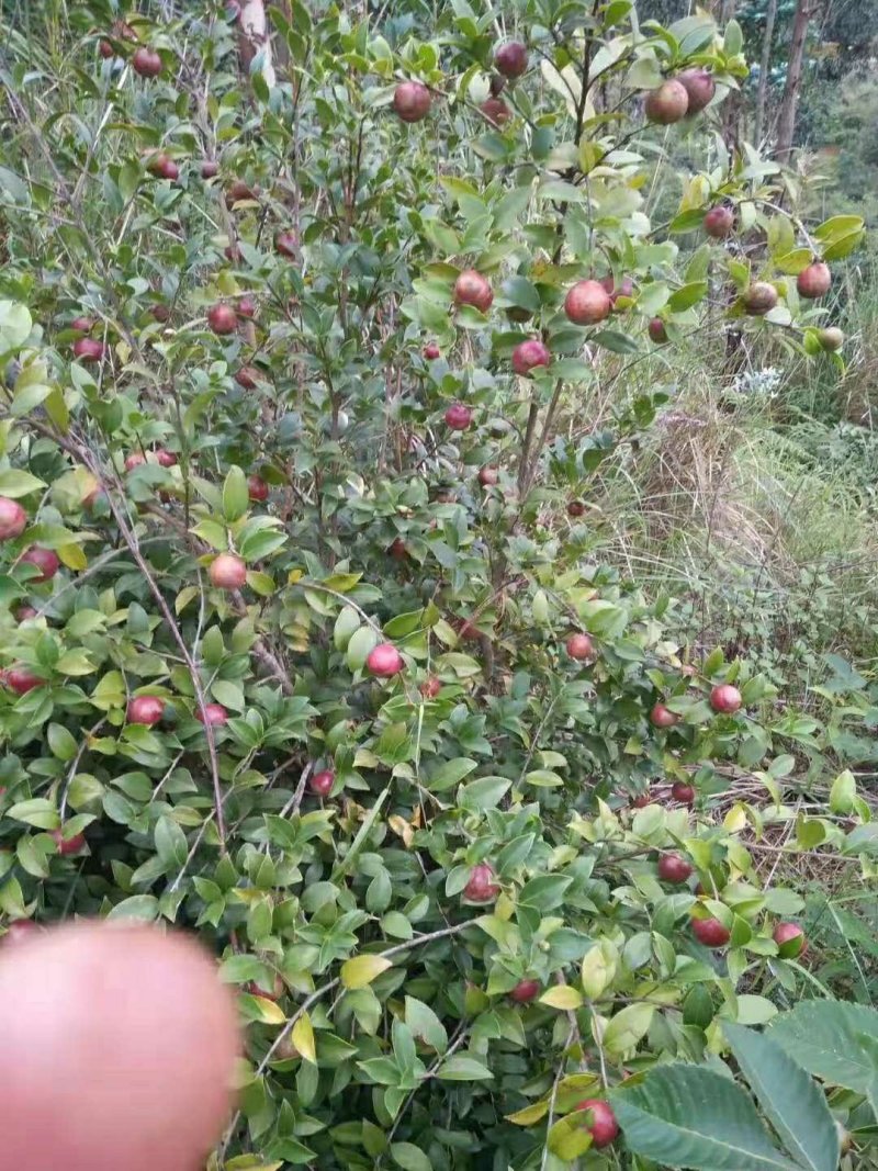 云南野生油茶果原生态油茶果出油率25~28