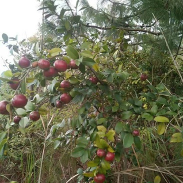 云南野生油茶果原生态油茶果出油率25~28