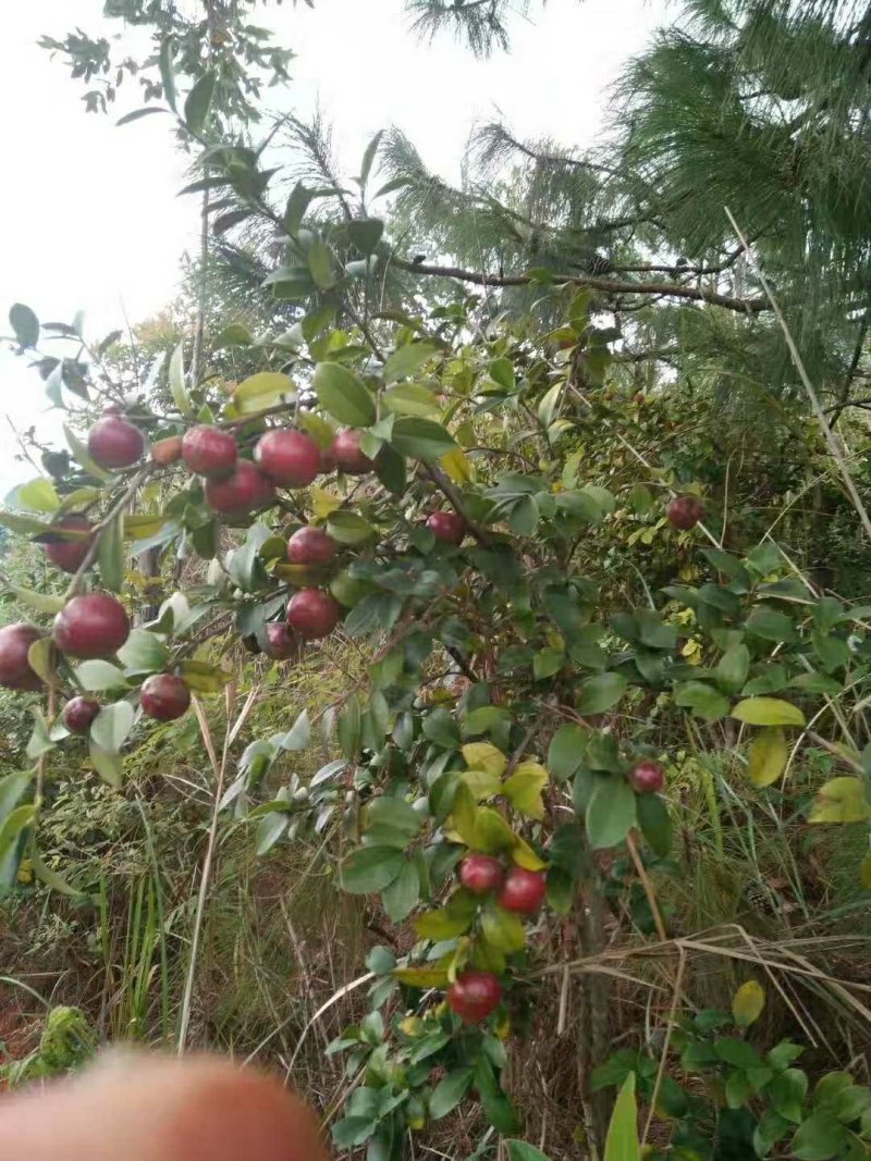 云南野生油茶果原生态油茶果出油率25~28