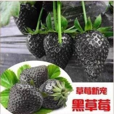 黑巴克草莓苗提供种植，后期管理