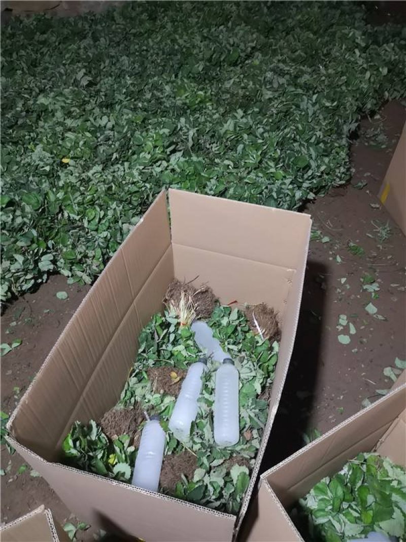 黑巴克草莓苗提供种植，后期管理