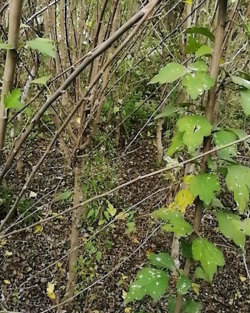 木槿花苗，重瓣花。品种繁多，树形优美