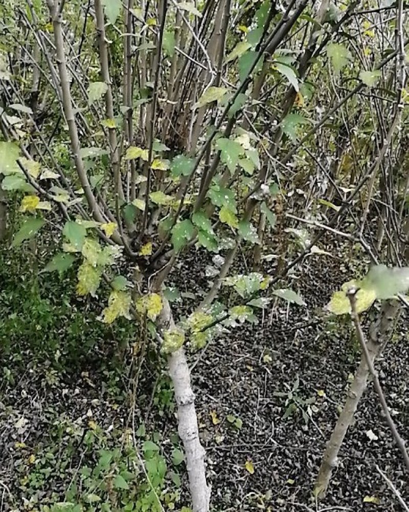 木槿树苗。木槿花苗木槿树苗需要的联系。