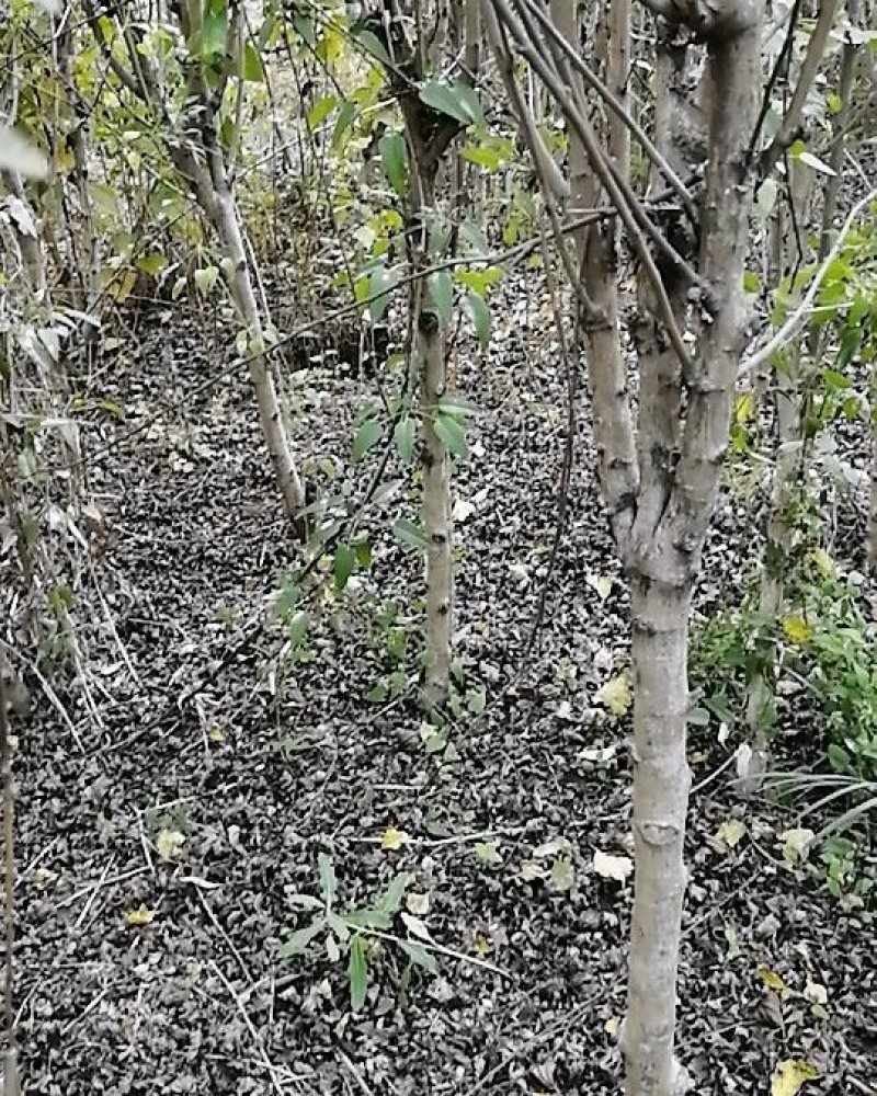 木槿树苗。木槿花苗木槿树苗需要的联系。