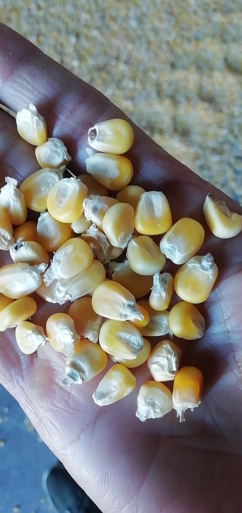 2023年新糯玉米干粒大量上市，糯玉米粒，粘玉米干粒