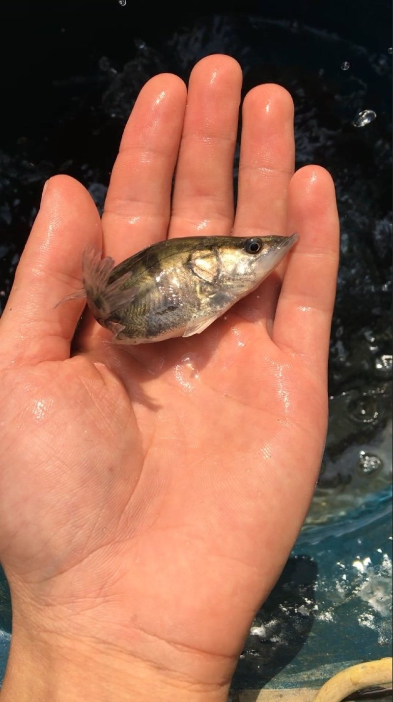 鳜鱼苗，桂花鱼苗，优质抗病桂花鱼苗，翘嘴鳜鱼苗，广西鱼苗