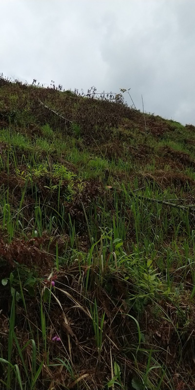 山地300亩60年一次转让