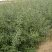 沙棘苗(一年生苗二年生苗)