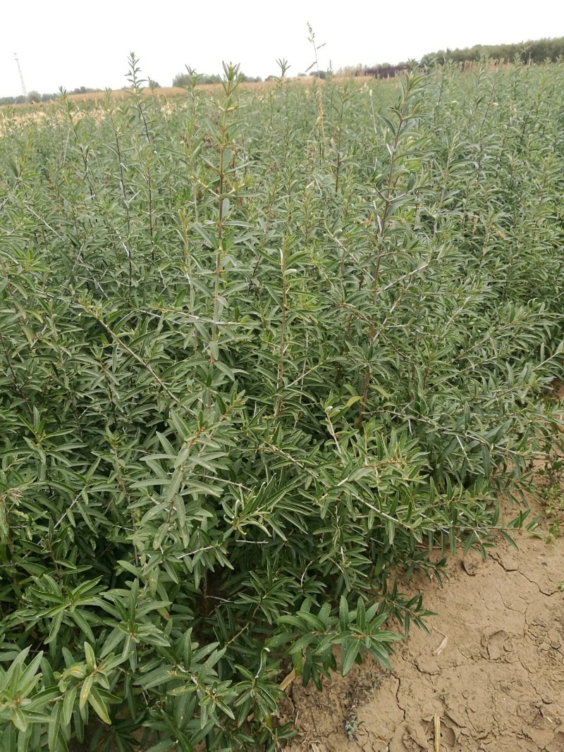 沙棘苗(一年生苗二年生苗)