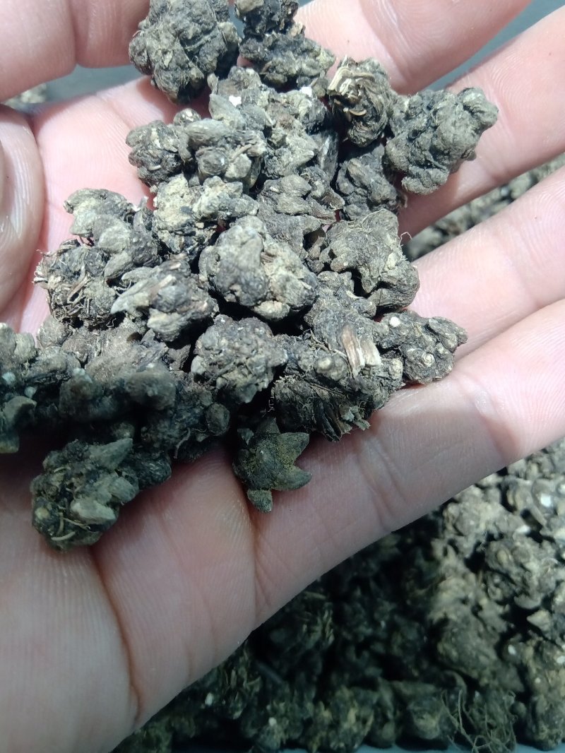 猫爪草1公斤起批不包邮野生家种供应各种中药材
